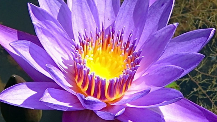 lotus
